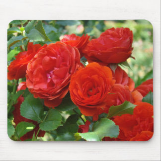 ROSOR, ROSBLOMMOR MUSMATTOR MUSMATTA