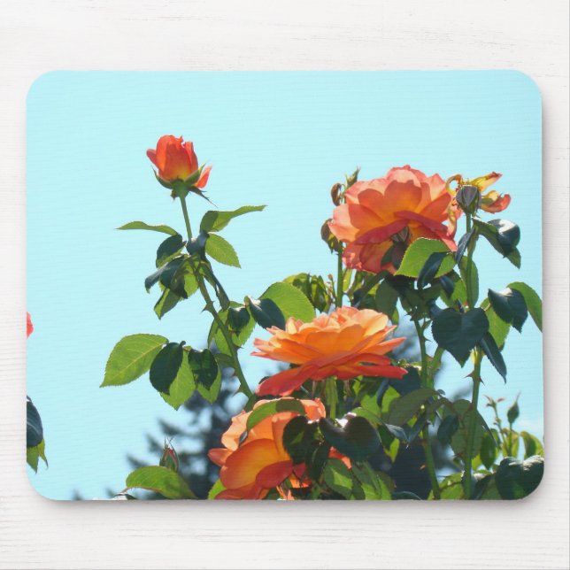 ROSOR, ROSBLOMMOR MUSMATTOR MUSMATTA (Framsidan)