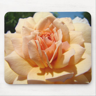 ROSOR, ROSBLOMMOR MUSMATTOR MUSMATTA