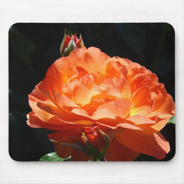 ROSOR, ROSBLOMMOR MUSMATTOR MUSMATTA (Framsidan)