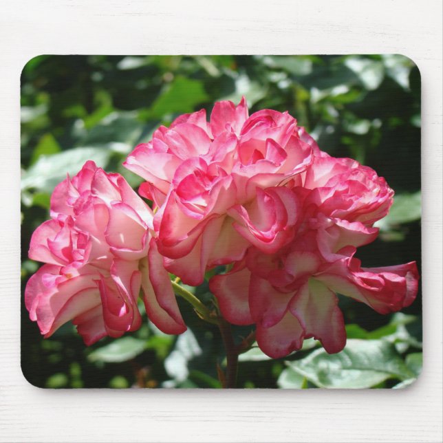 ROSOR, ROSBLOMMOR MUSMATTOR MUSMATTA (Framsidan)