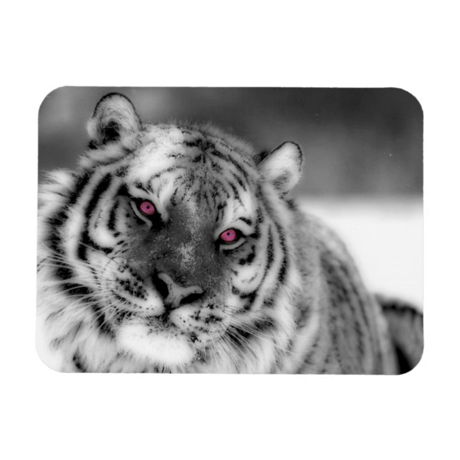 Rosor synad tiger magnet (Horisontell)