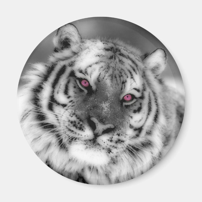 Rosor synad tiger magnet (Framsidan)