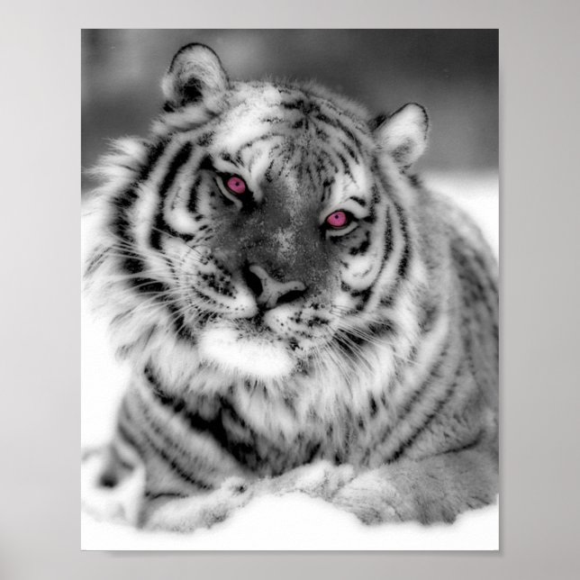 Rosor synad tiger poster (Framsidan)