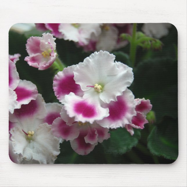 Rosor & vit rufsad afrikansk Violet Musmatta (Framsidan)