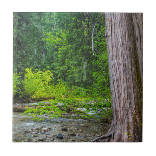 Ross Creek Cedars natursköna område Kakelplatta