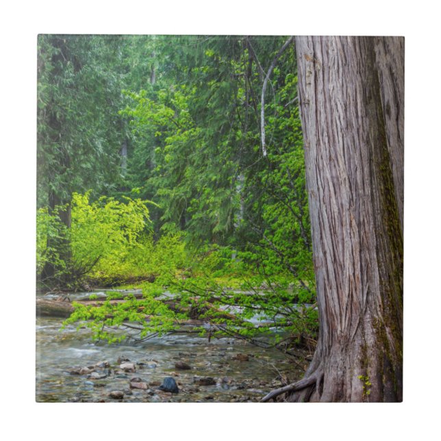 Ross Creek Cedars natursköna område Kakelplatta (Framsidan)