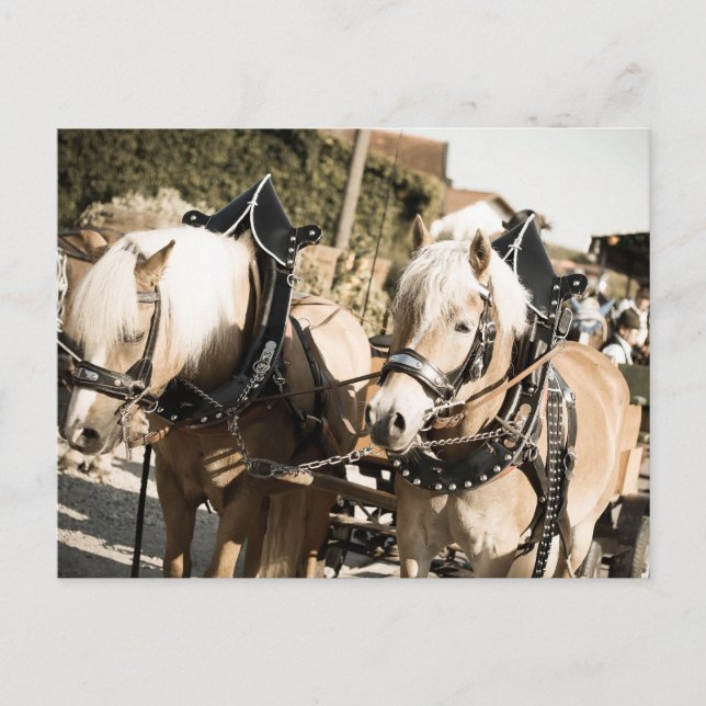 RÖSSER BEI HAAGER HERBSTFEST EINZUG VYKORT (Framsida)