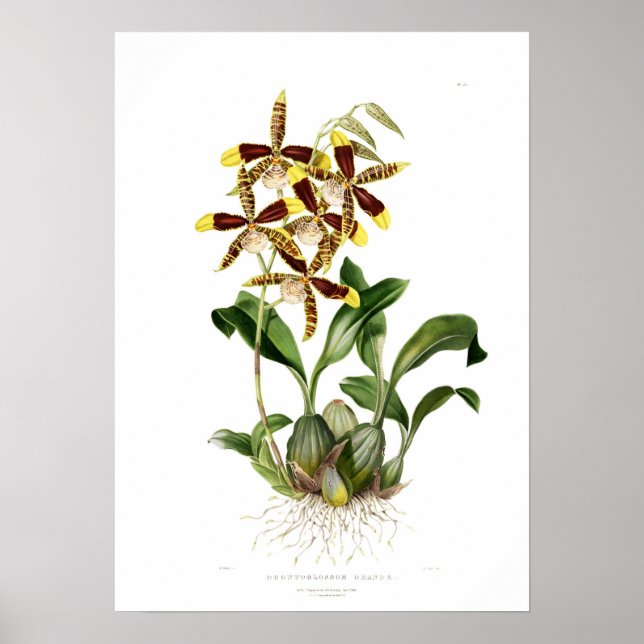 Rossioglossum grande av Miss Drake. Poster (Framsidan)