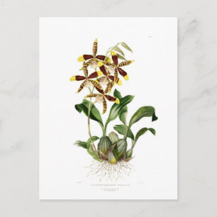 Rossioglossum grande vykort