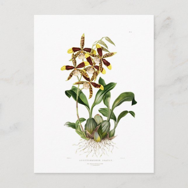 Rossioglossum grande vykort (Framsida)