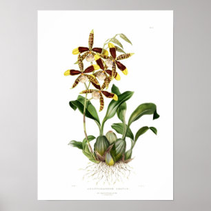 Rossioglossum som är stor vid Fröcken Drake. Poster