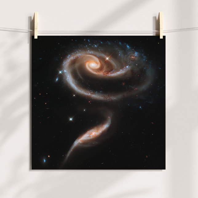 Rosspiralgalaxer Poster (Rose Spiral Galaxies Poster)