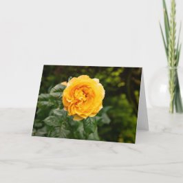 Rosstryck i Blush Garden Kort