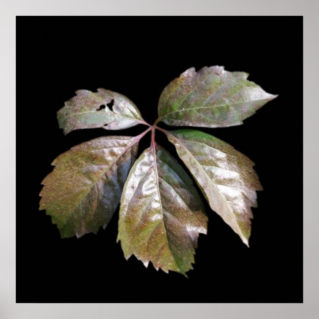 rostade löv poster (Framsidan)