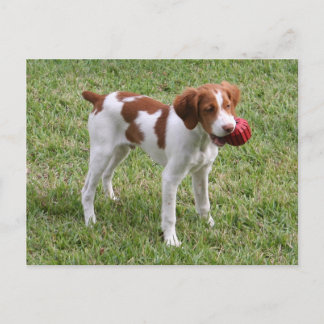 Rostig" vykort för Brittany valp "