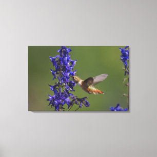 Rostkolibri Canvastryck