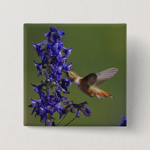 Rostkolibri Knapp