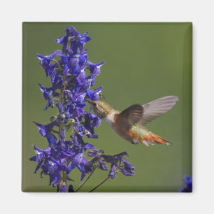Rostkolibri Magnet
