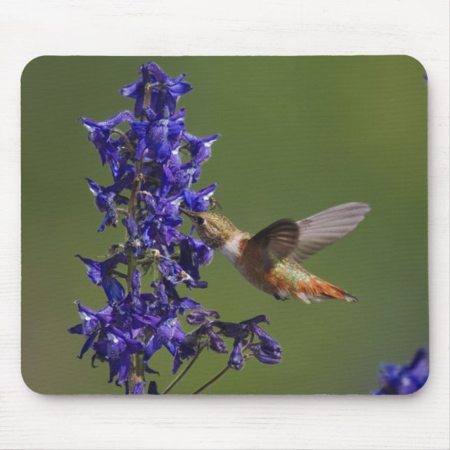 Rostkolibri Musmatta (Framsidan)