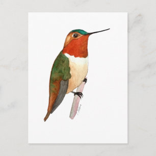 Rostkolibri Vykort