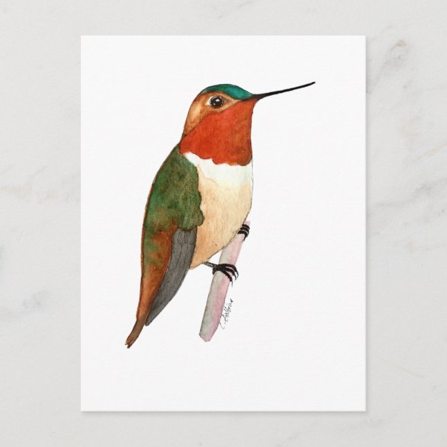 Rostkolibri Vykort (Framsida)