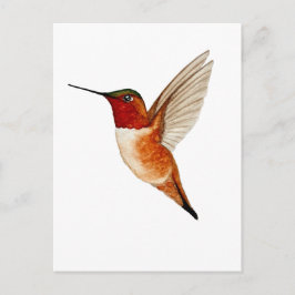 Rostkolibri Vykort