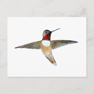 Rostkolibri Vykort