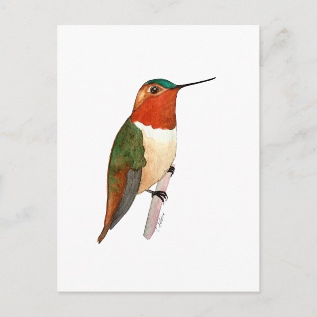 Rostkolibri Vykort (Framsida)