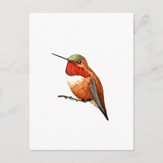 Rostkolibri Vykort (Framsida)