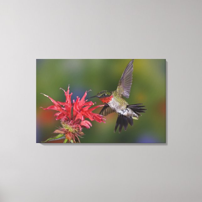 Rosttrupig kolibri hane canvastryck (Framsida)