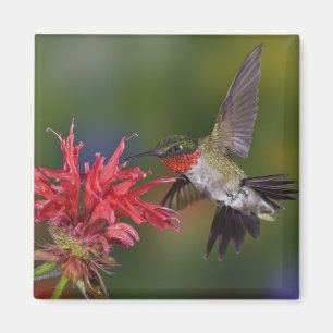 Rosttrupig kolibri, hane magnet