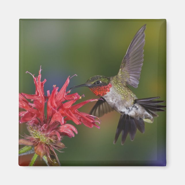Rosttrupig kolibri, hane magnet (Framsidan)