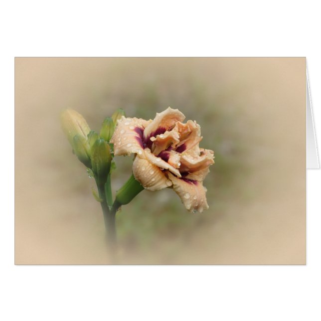 Roswita - Daylily Hälsningskort (Framsidan Horizontal)