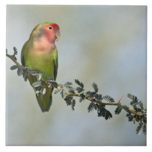Rosy-belagd kärleksfågel på ett foto av gren kakelplatta