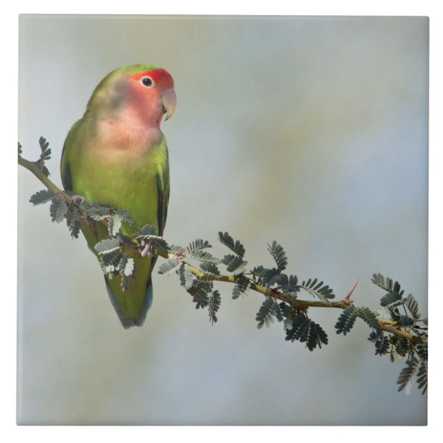Rosy-belagd kärleksfågel på ett foto av gren kakelplatta (Framsidan)
