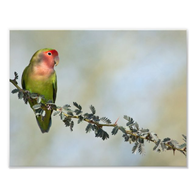 Rosy-belagd kärleksfågel på gren fototryck (Framsidan)