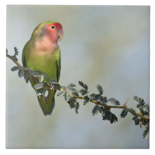 Rosy-belagd kärleksfågel på gren kakelplatta