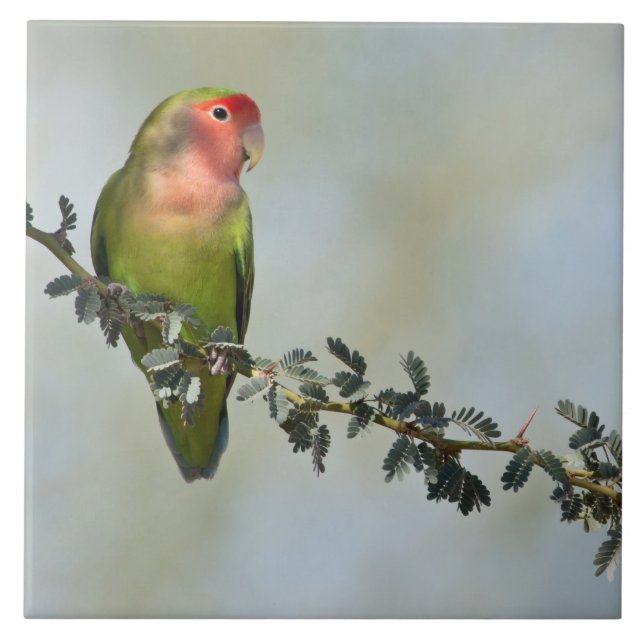 Rosy-belagd kärleksfågel på gren kakelplatta (Framsidan)