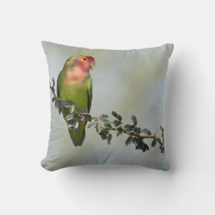 Rosy-belagd kärleksfågel på gren kudde