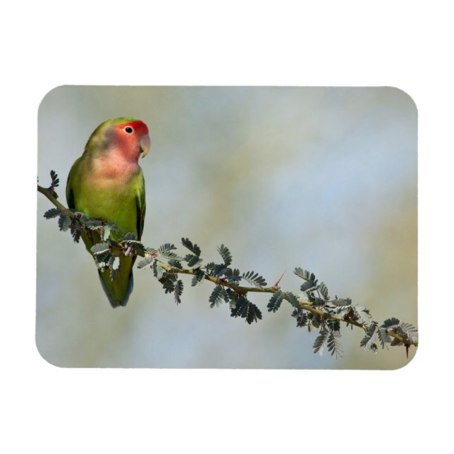 Rosy-belagd kärleksfågel på gren. magnet (Horisontell)