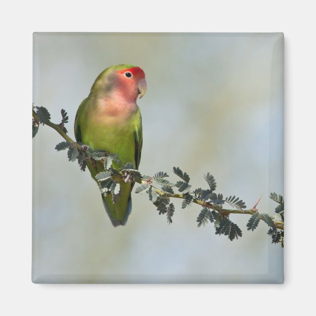 Rosy-belagd kärleksfågel på gren. magnet (Framsidan)