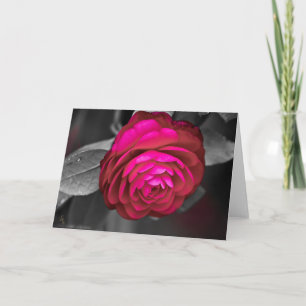Rosy Camellia Lee Hiller Photography Kort