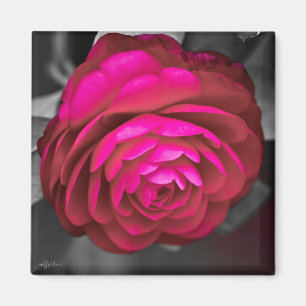 Rosy Camellia Magnet