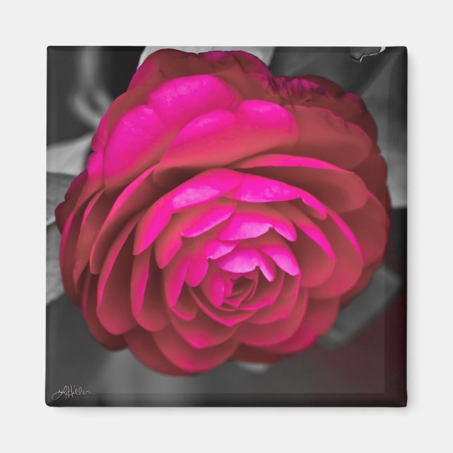 Rosy Camellia Magnet (Framsidan)