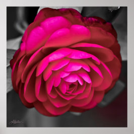 Rosy Camellia Poster