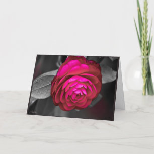 Rosy Camellia Tack Kort