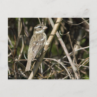 Rosy Gros Postcard Vykort