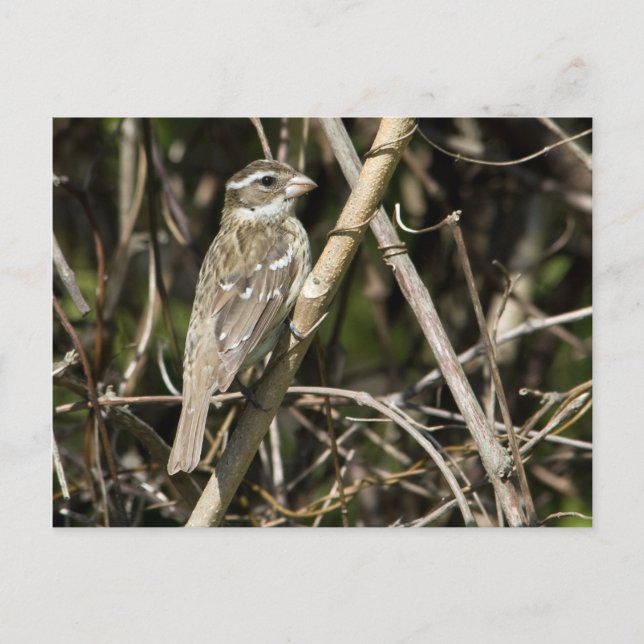 Rosy Gros Postcard Vykort (Framsida)