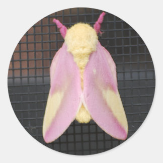 Rosy Maple Moth-dekett Runt Klistermärke